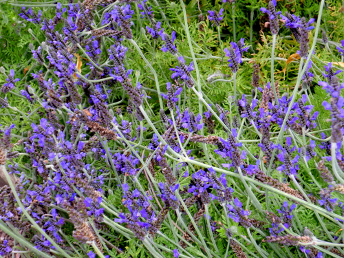 Flowers from the Garden of Linnaeus.